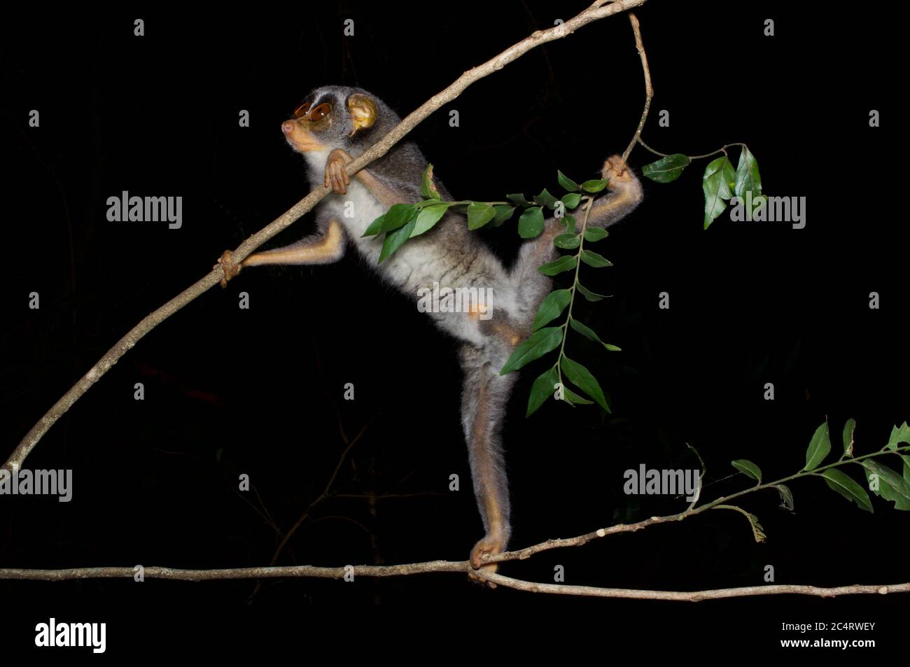 Un carino, dagli occhi grandi Highlands grigio snello Loris (Loris lydekkerianus grandis) su un ramo sottile di notte nella Foresta di conservazione di Knuckles, Sri Lanka Foto Stock