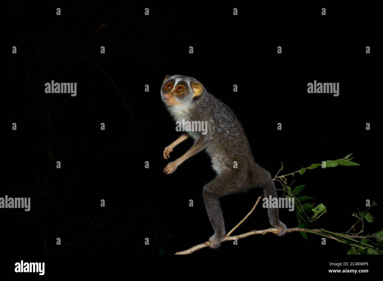 Un carino, dagli occhi grandi Highlands grigio snello Loris (Loris lydekkerianus grandis) su un ramo sottile di notte nella Foresta di conservazione di Knuckles, Sri Lanka Foto Stock