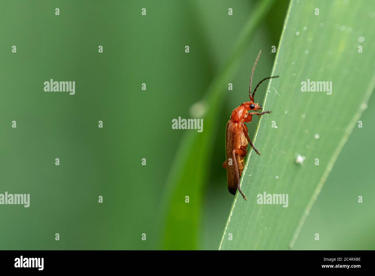 Rosso morbido-scarabeo (Rhagonycha fulva) su una foglia di canna. Foto Stock