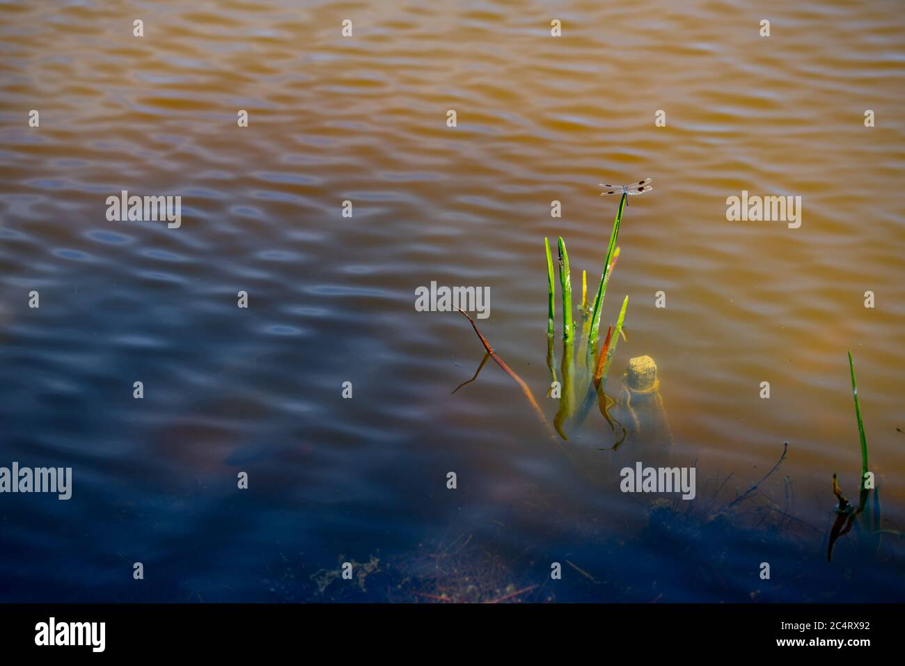 Dragonfly in un lago Foto Stock