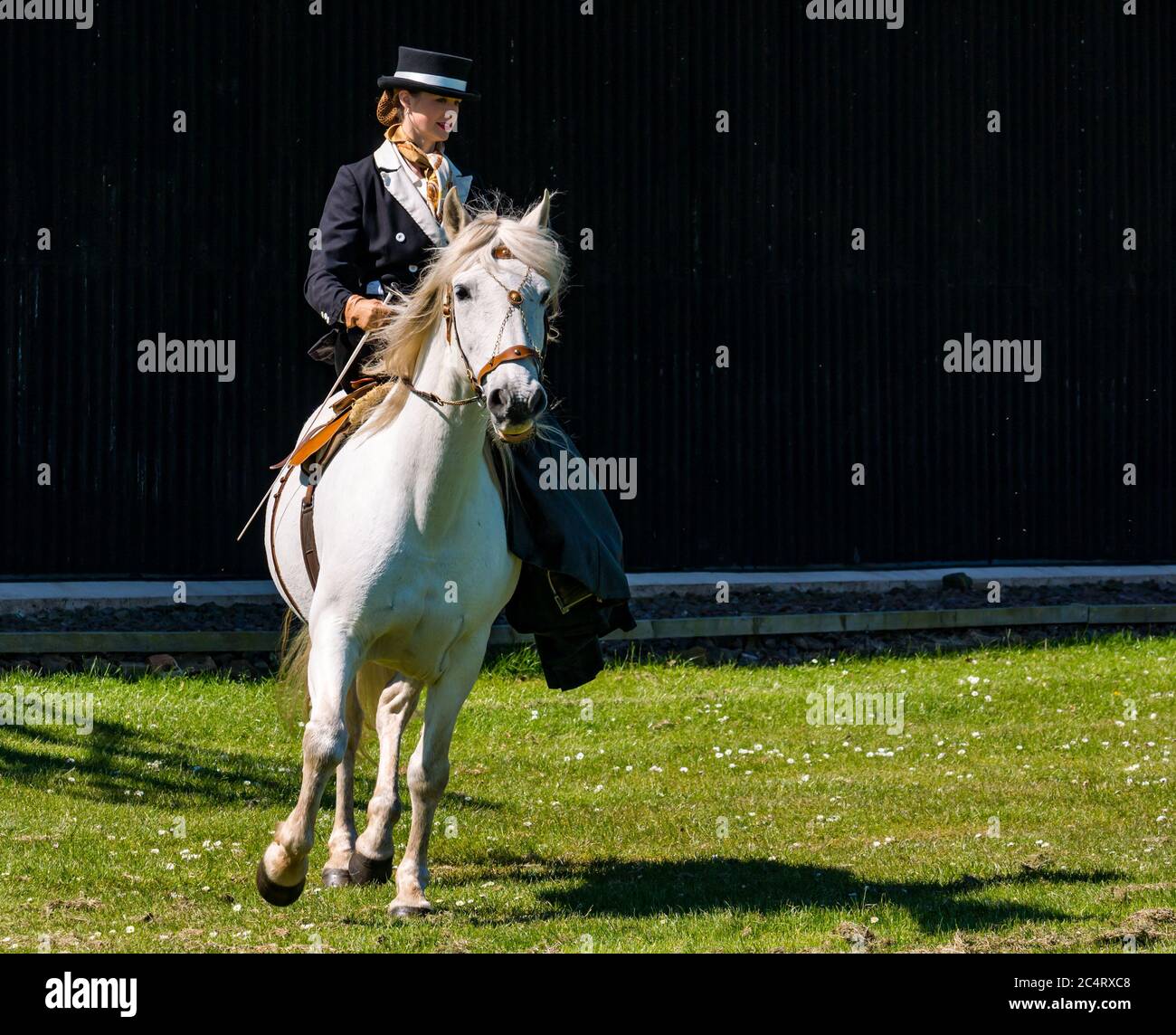 Donna in costume edoardiano a cavallo bianco; Les Amis D'Onno spettacolo di squadra di stunt equestri, evento bellico, East Fortune, East Lothian, Scozia Foto Stock