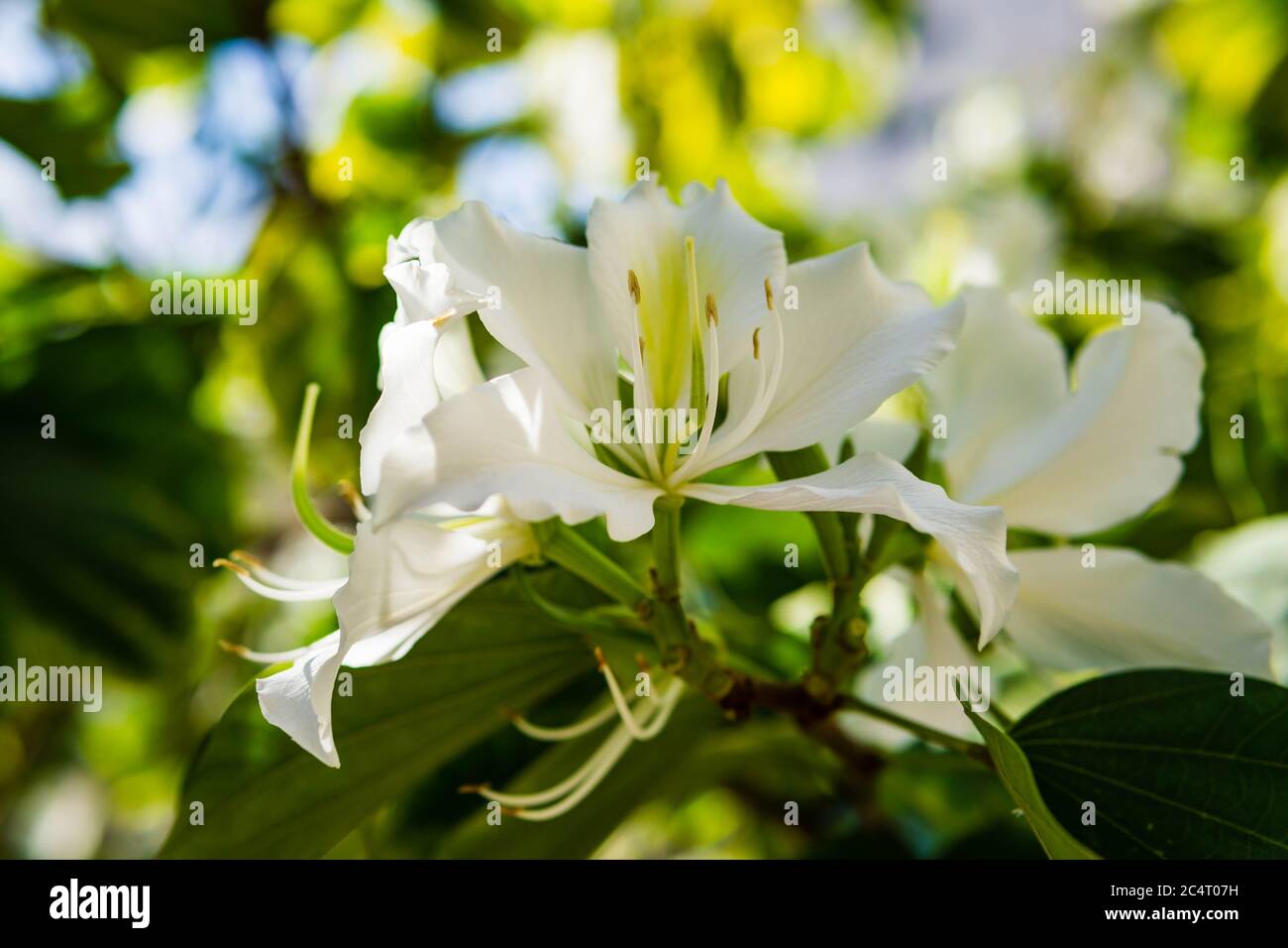 Fiori bianchi Bauhinia forficata conosciuto come albero orchidea brasiliano a Belo Horizonte, Brasile. Foto Stock