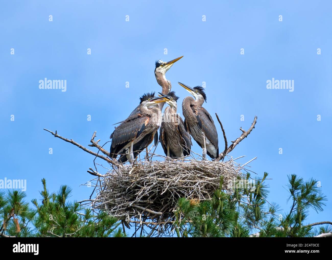 Un grande airone blu adulto si erge alto su tre pulcini cresciuti in un nido alto in un pino. Foto Stock