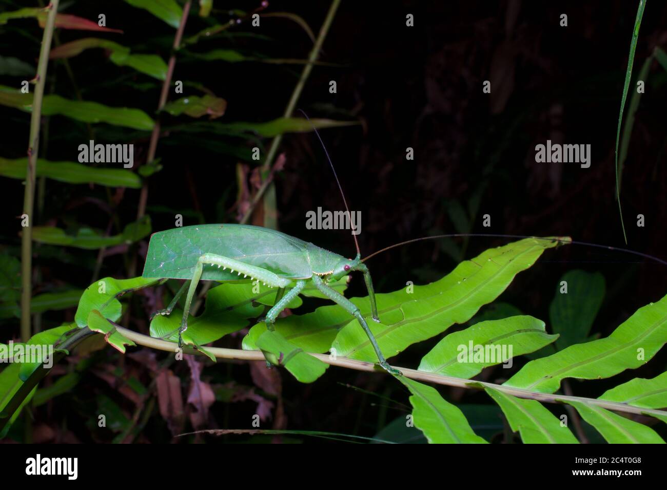 Un katydid verde ben camuffato (Tennophylloides astridula) sulle foglie di notte vicino al Parco Nazionale del Sinharaja, Sri Lanka Foto Stock
