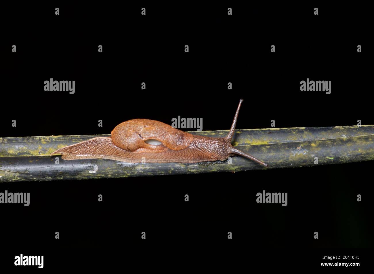 Un semi-slug (Ratnadaparpia karui) con un guscio morbido che si arrampica di notte nella foresta pluviale pianeggiante vicino al Parco Nazionale di Sinharaja, Sri Lanka Foto Stock