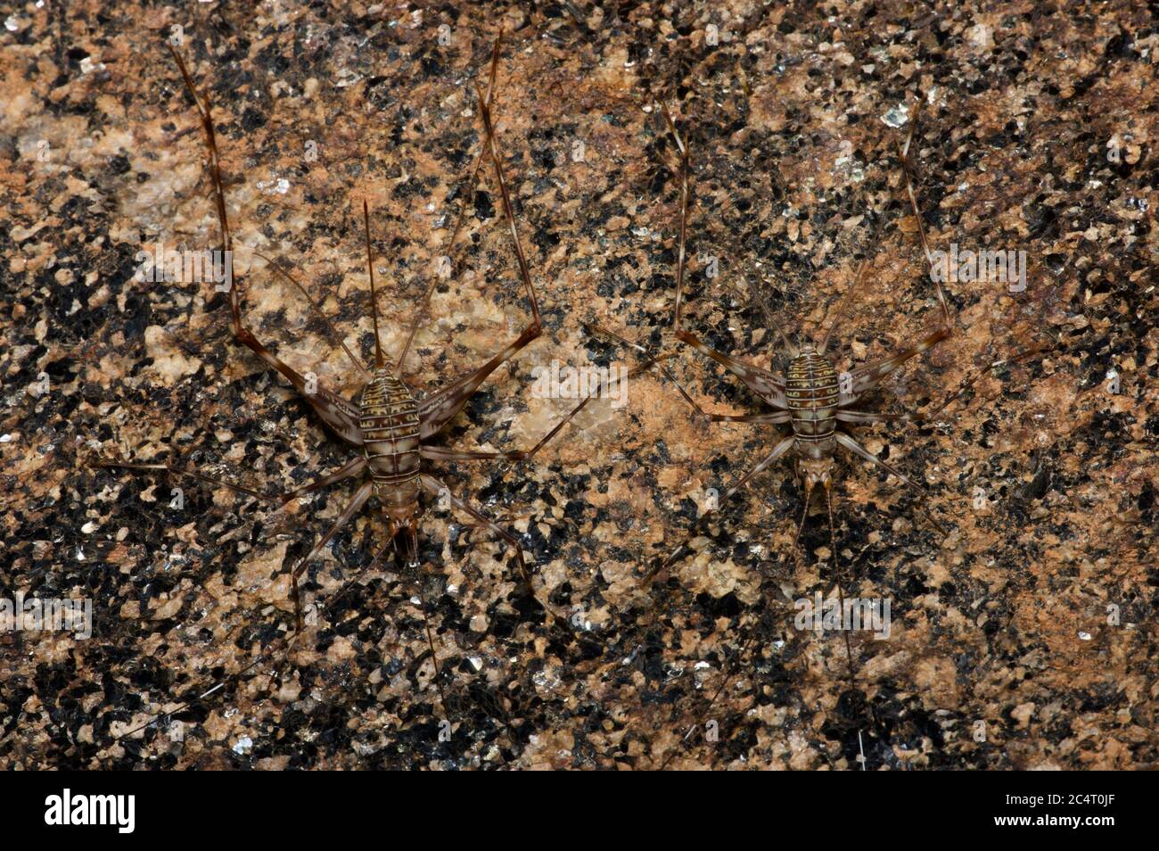 Un paio di criceti magnificamente camuffati su una parete interna di una grotta a Lahugala, provincia orientale, Sri Lanka Foto Stock