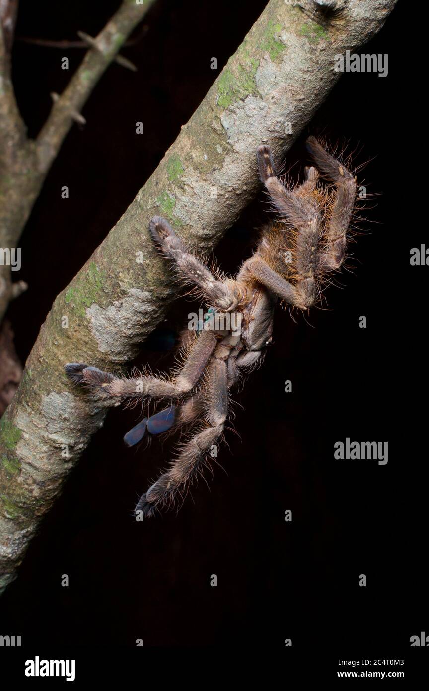 Una Tarantula ornamentale d'Avorio (Poecilotheria subfusca) su un ramo d'albero di notte a Knuckles Mountain Range, Sri Lanka Foto Stock
