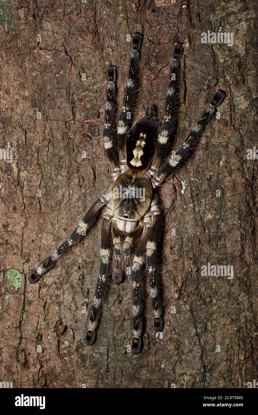 Una Tarantula ornamentale d'Avorio (Poecilotheria subfusca) su un tronco d'albero di notte a Knuckles Mountain Range, Sri Lanka Foto Stock