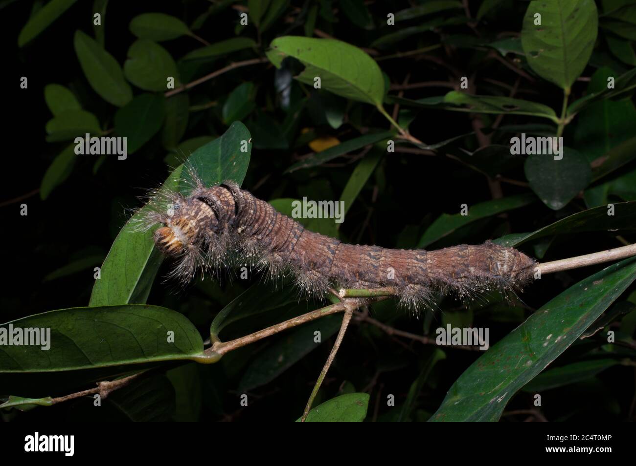 Un grande bruco di Moth di Lasiocampidae (famiglia Lasiocampidae) che mangia una foglia di notte nella riserva forestale di Knuckles, distretto di Matale, Sri Lanka Foto Stock