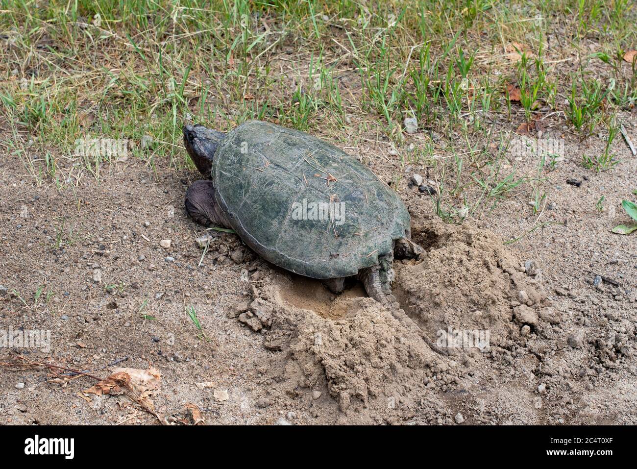 Una tartaruga che si schiacca comune, Chelydra serpentina, scavando un buco in terreno sabbioso sciolto per posare le sue uova. Foto Stock