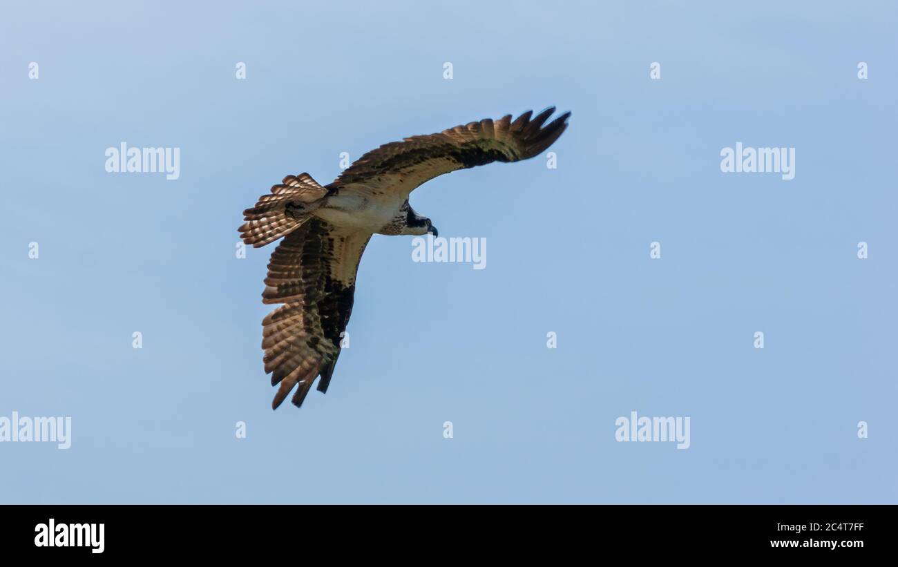 Osprey (Pandion Haliaetus Carolinensis) in volo. Prince Edward Island National Park, Canada Foto Stock