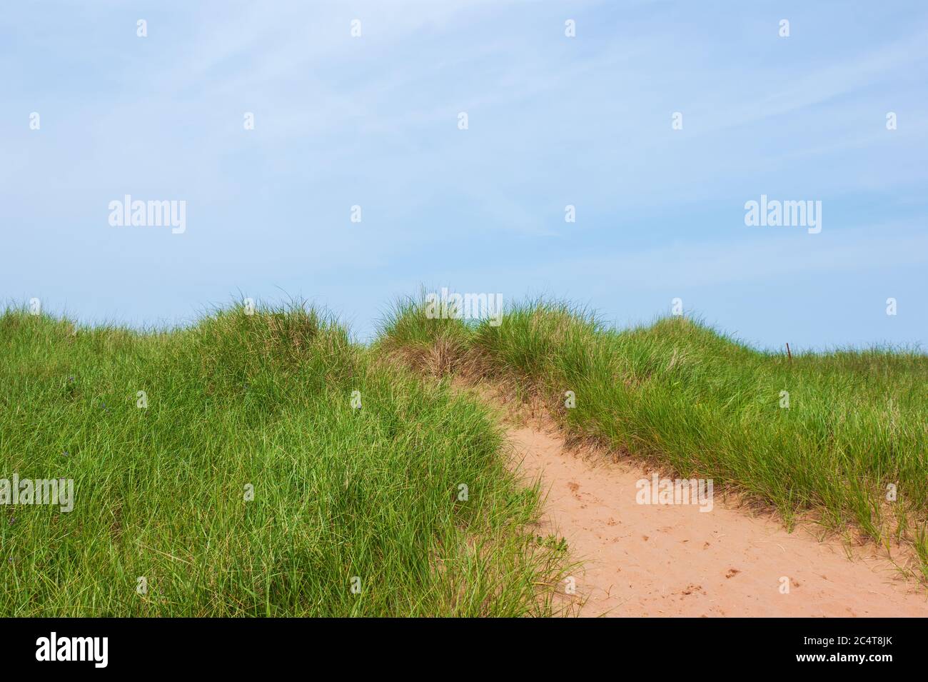 Percorso in spiaggia attraverso le fragili dune di sabbia. Verde beachgrass sotto un cielo blu. Stanhope Beach, Prince Edward Island National Park, Canada Foto Stock