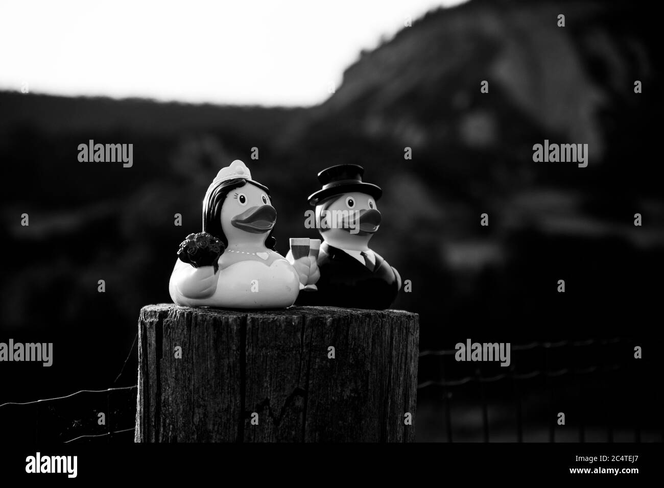 Scala di grigi di decorazioni di nozze con sposa e groom anatra figurine Foto Stock