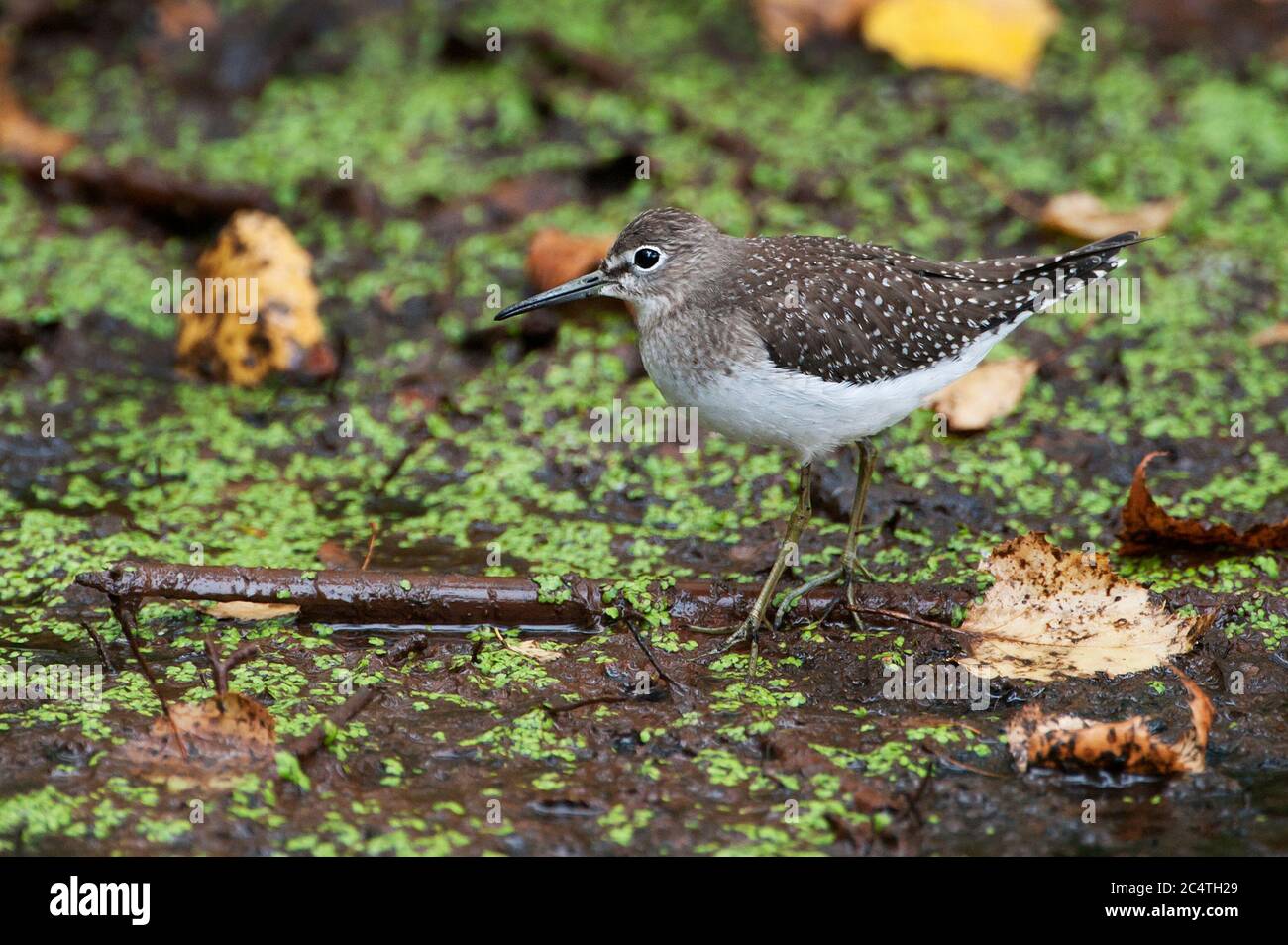 Sandpiper solitario su stagno di acqua dolce Foto Stock