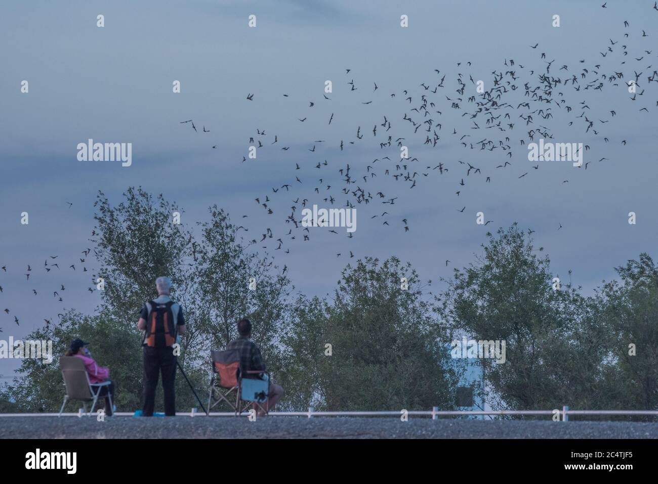 La gente si è riunita per guardare il bat alla strada rialzata di Yolo nella zona selvaggia di bypass di yolo, dove una colonia di pipistrelli messicani a coda libera disperse ogni notte. Foto Stock