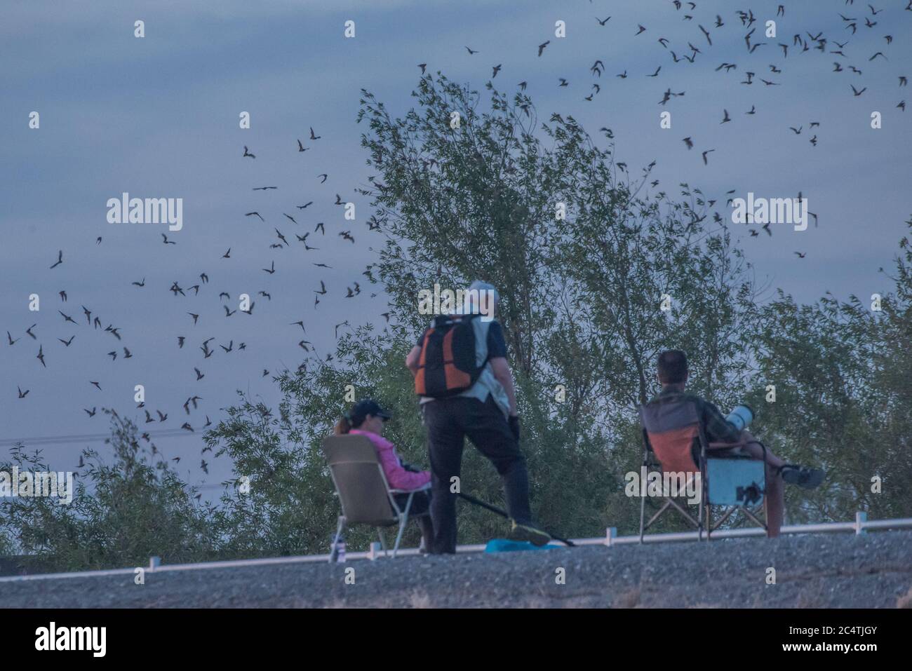 La gente si è riunita per guardare il bat alla strada rialzata di Yolo nella zona selvaggia di bypass di yolo, dove una colonia di pipistrelli messicani a coda libera disperse ogni notte. Foto Stock