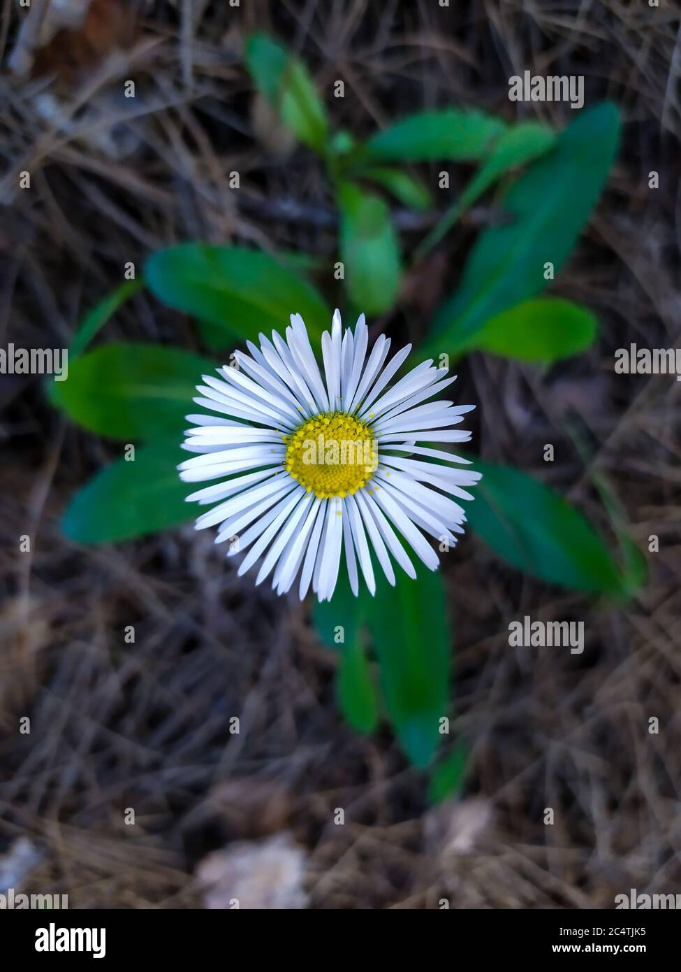 Un'immagine verticale di una comune margherita circondata da foglie verdi Foto Stock