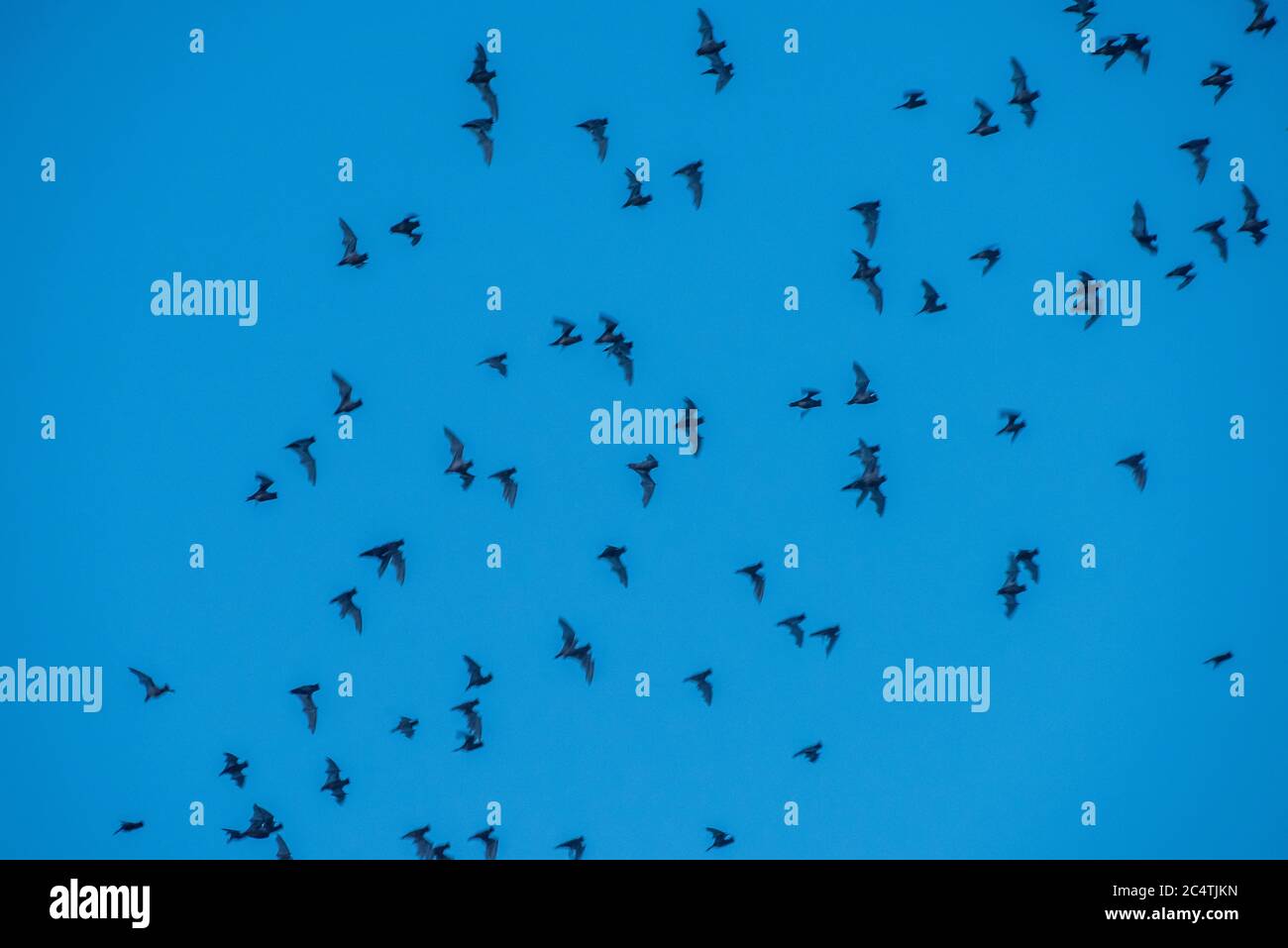Pipistrelli messicani a coda libera (Tadarida brasiliensis) che volano attraverso il cielo al crepuscolo mentre comincia a diventare oscuro alla strada rialzata di Yolo vicino a Davis, California. Foto Stock