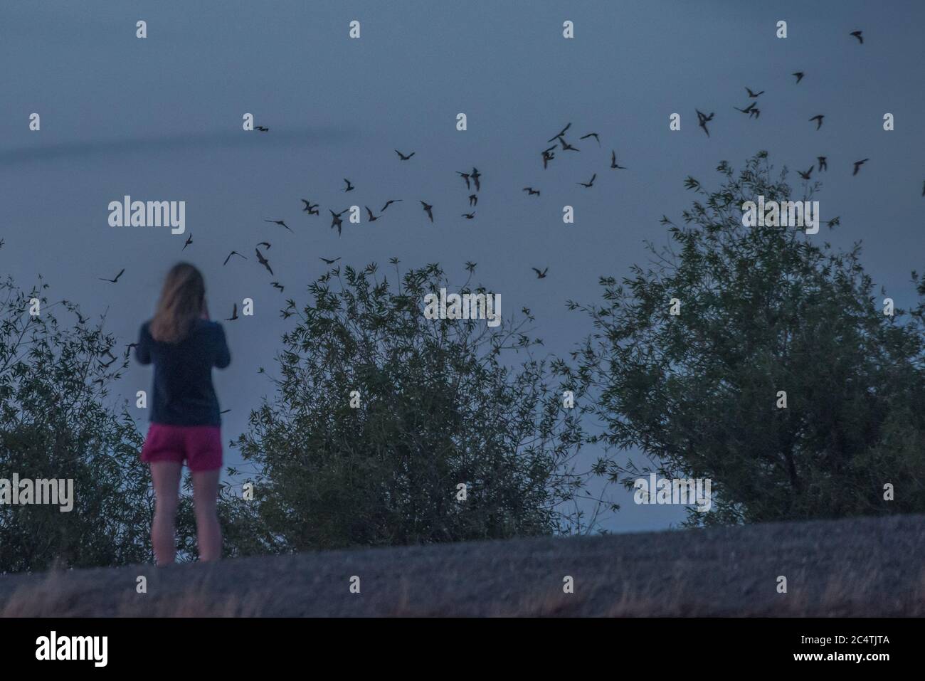 Una persona guarda i pipistrelli messicani dalla coda libera che volano sulla strada rialzata yolo vicino a Sacramento, California, dove risiede una colonia enorme di pipistrelli. Foto Stock