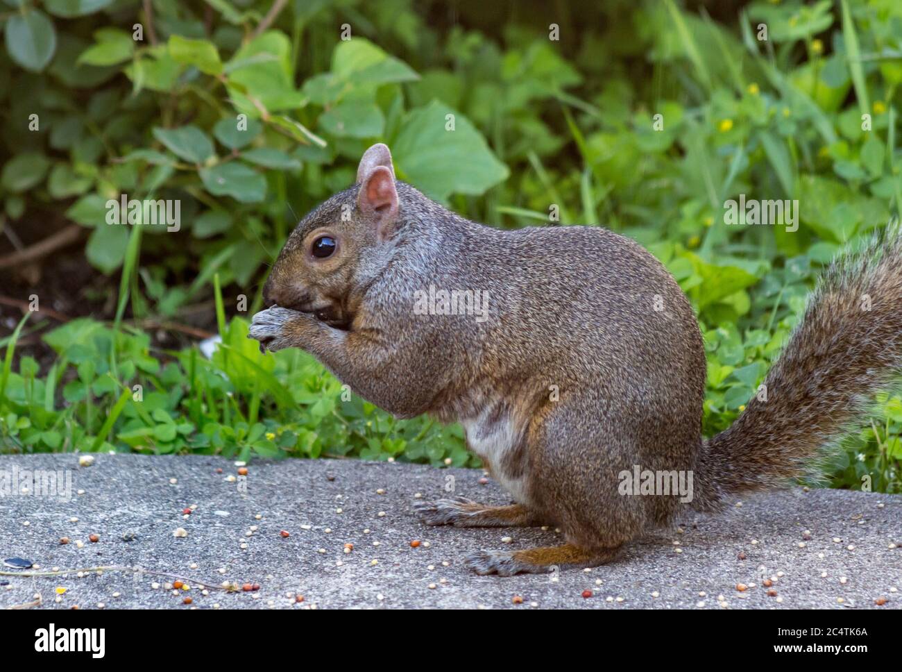 Lo Scoiattolo a mangiare cibo Foto Stock