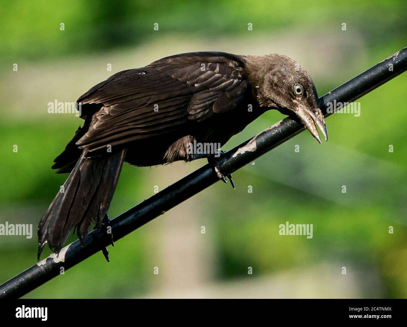 Uccello nero che guarda verso il basso Foto Stock