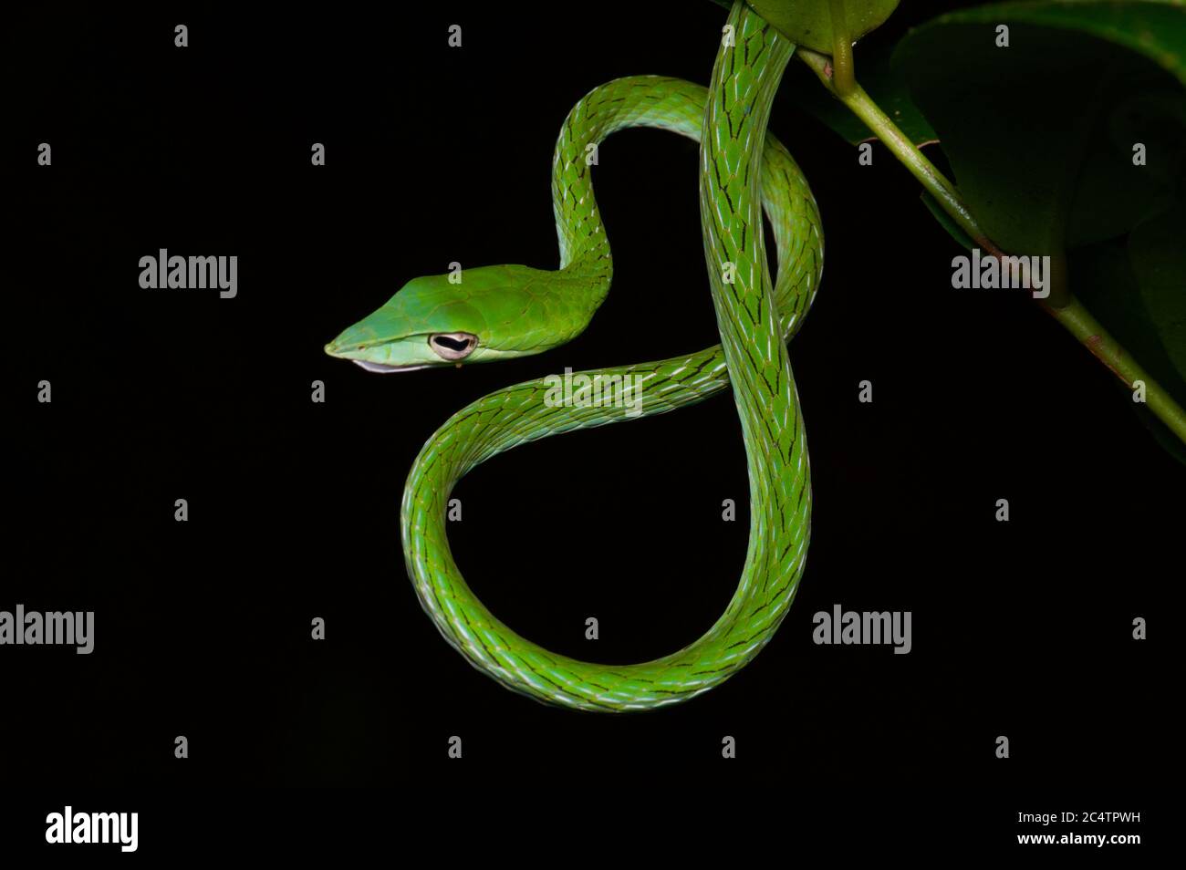 Un Whipsnake adulto dal naso lungo (Ahaetulla nasuta) si avvolse di notte nella foresta pluviale pianeggiante di Kalutara, Sri Lanka Foto Stock
