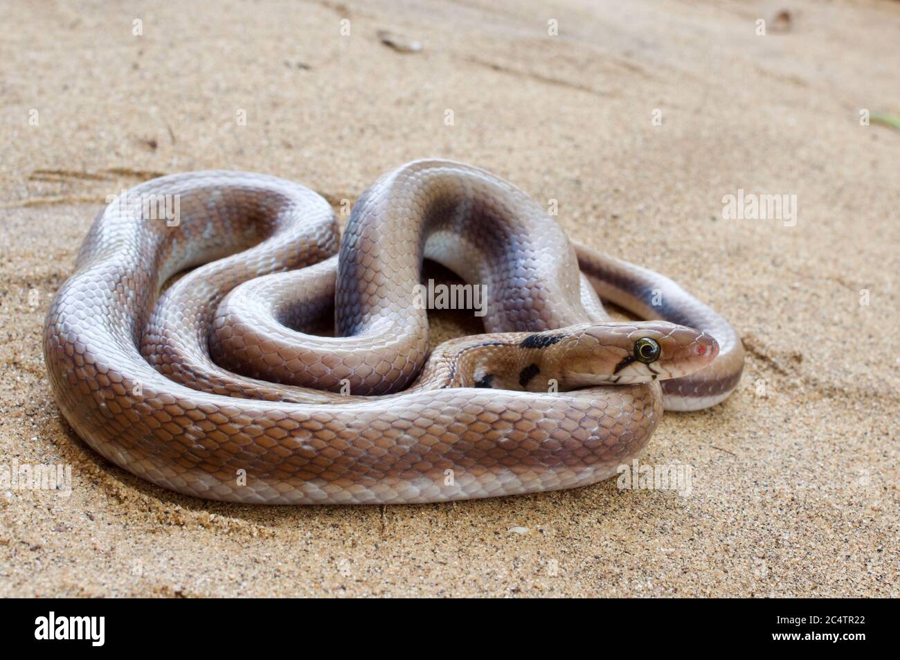 Un bellissimo serpente di Trinket (Coelognathus helena) su un terreno sabbioso vicino al Parco Nazionale di Yala, Sri Lanka Foto Stock