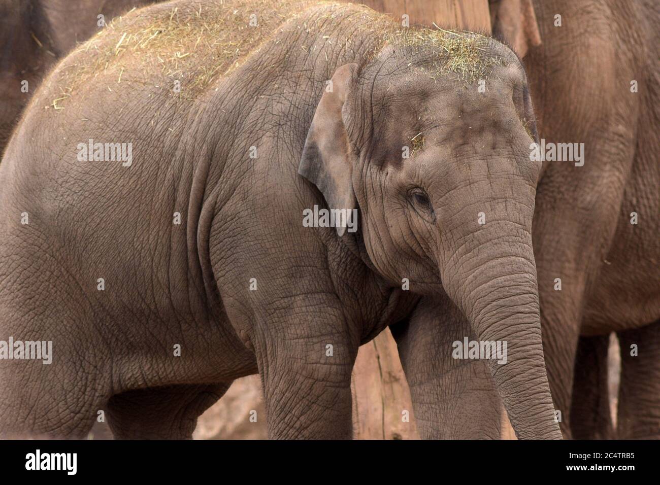 Una giovane femmina (mucca) elefante asiatico allo zoo di Chester (nel nord-ovest dell'Inghilterra) che si trova vicino ad altri membri della famiglia. La paglia alimenta i detriti. Foto Stock