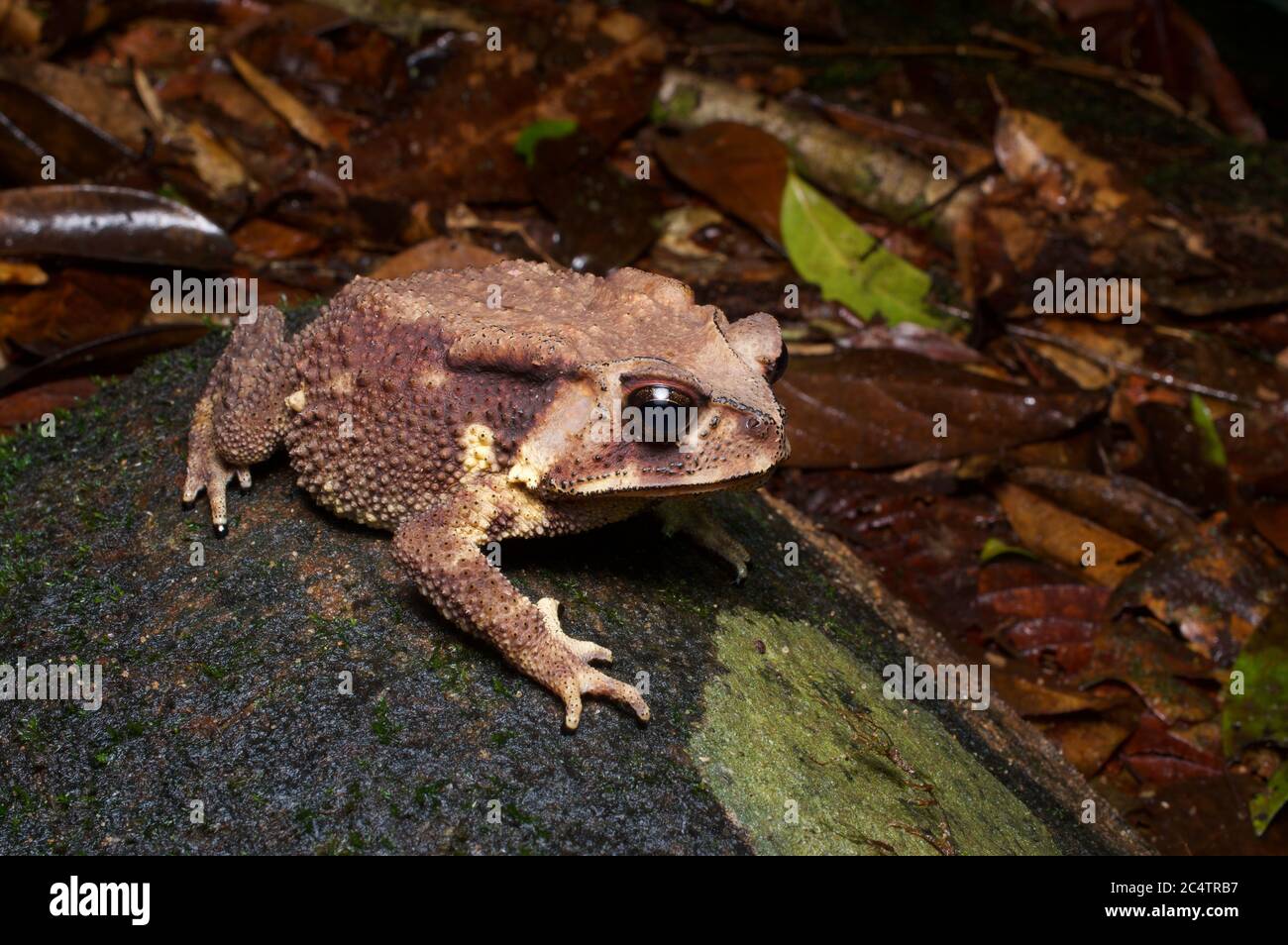 Un Toad di Noellert (Duttaphrynus noellerti) sul fondo forestale di Kalutara, Sri Lanka Foto Stock