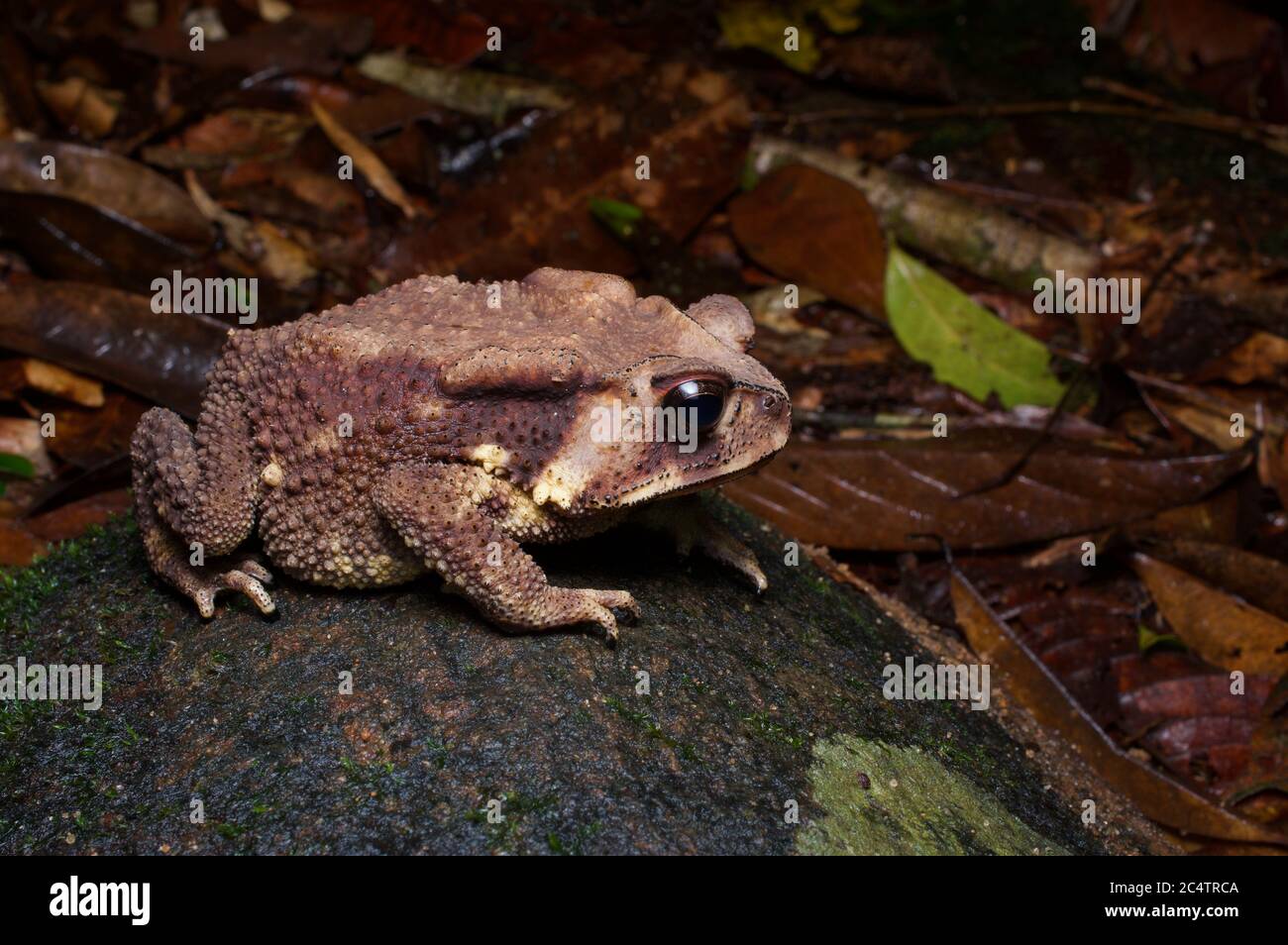 Un Toad di Noellert (Duttaphrynus noellerti) sul fondo forestale di Kalutara, Sri Lanka Foto Stock