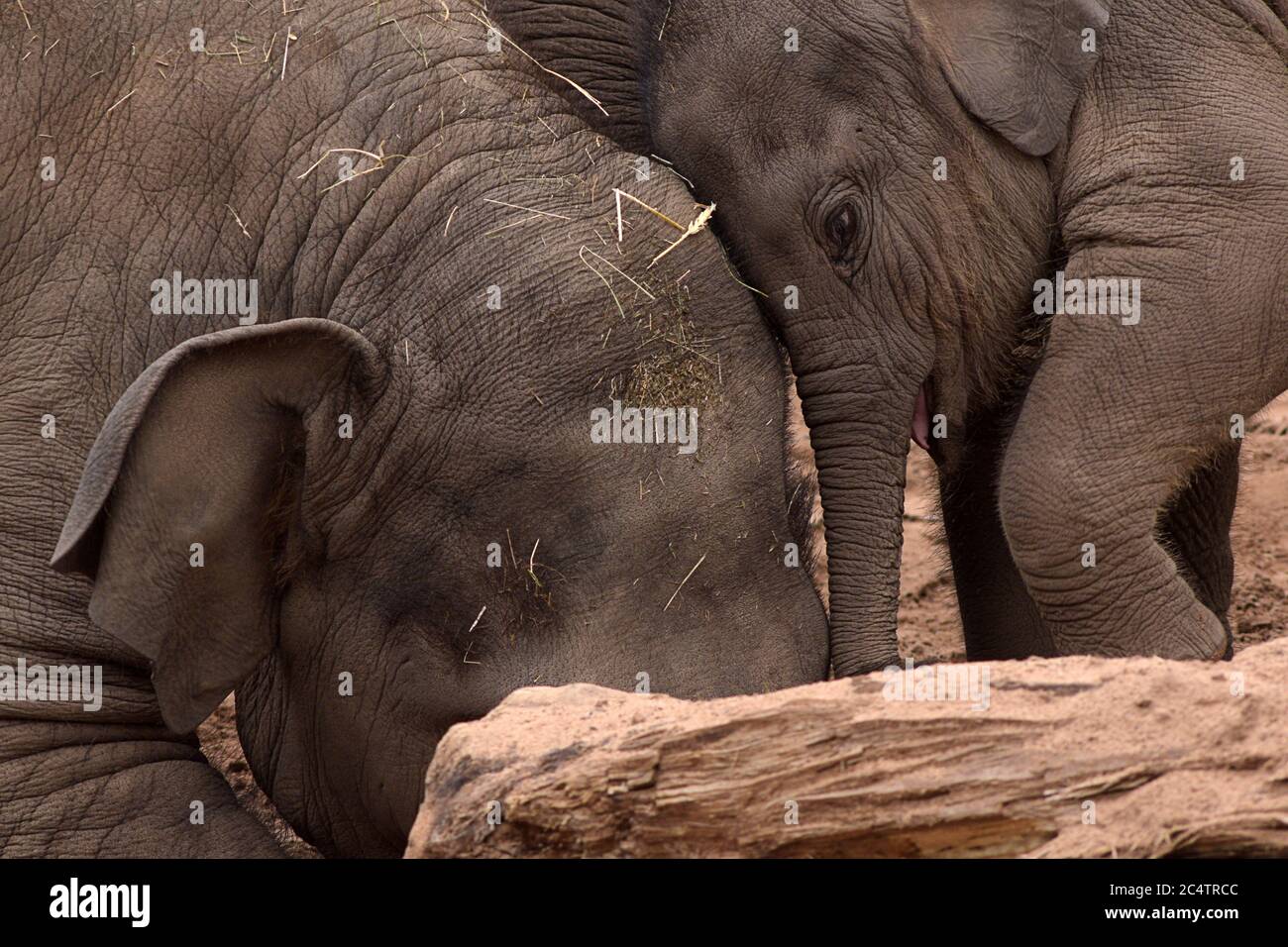 Due adorabili Elefanti asiatiche: Un'interazione giocosa tra i membri della famiglia di queste belle creature intelligenti allo zoo di Chester, nel Regno Unito Foto Stock