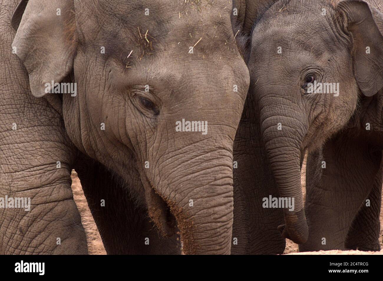 Due adorabili Elefanti asiatiche: Un'affascinante interazione tra i membri della famiglia di queste belle creature intelligenti allo zoo di Chester, nel Regno Unito Foto Stock