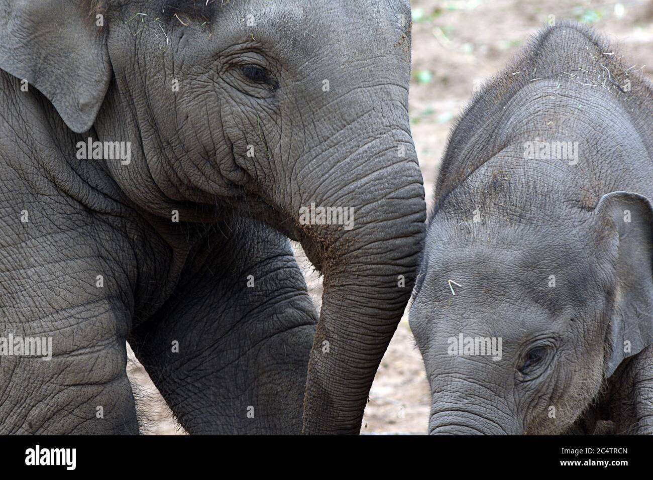 Due Elefanti asiatici femminili: Un'affascinante interazione tra i membri della famiglia di queste belle creature intelligenti allo zoo di Chester nel Regno Unito Foto Stock