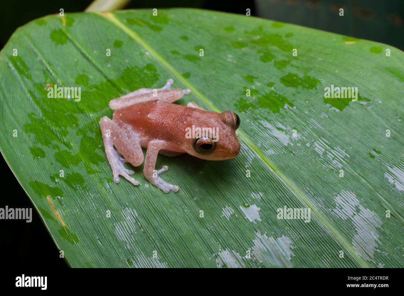 Una rana arbusto d'oro (Pseudophilautus auratus) su una foglia umida di notte nel distretto di Kalutara, Sri Lanka Foto Stock