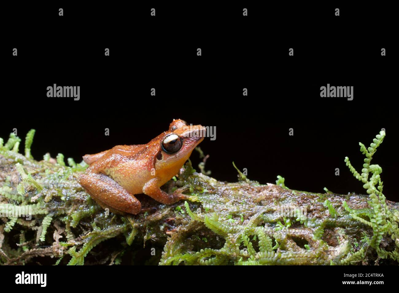 Un arbusto endemico di Schneider (Pseudophilautus schneideri) su un ramo mussoso di notte a Kalutara, Sri Lanka Foto Stock