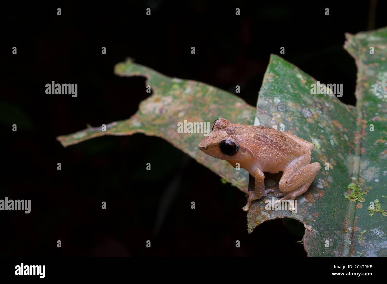Rana arbusto endemica di Schneider (Pseudophilautus schneideri) su una foglia di notte a Kalutara, Sri Lanka Foto Stock