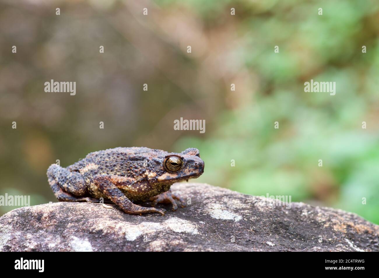 Un grande adulto Kelaart's Dwarf Toad (Adenomus kelaartii) arroccato su una roccia nella foresta di nubi della riserva di Morningside, distretto di Ratnapura, Sri Lanka Foto Stock