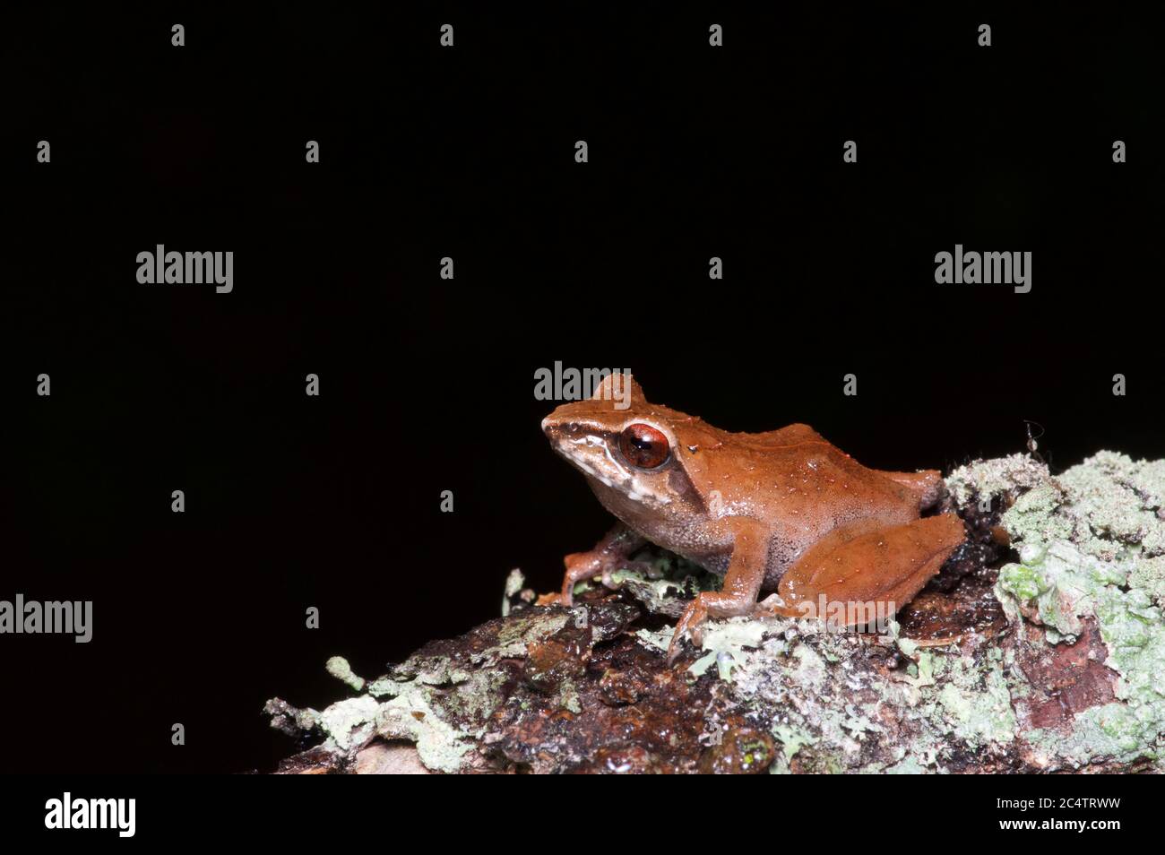 Un arbusto di Horton Plains rana (Pseudophilautus alto) arroccato sul lichen nella città delle Highlands centrali di Nuwara Eliya, Sri Lanka Foto Stock