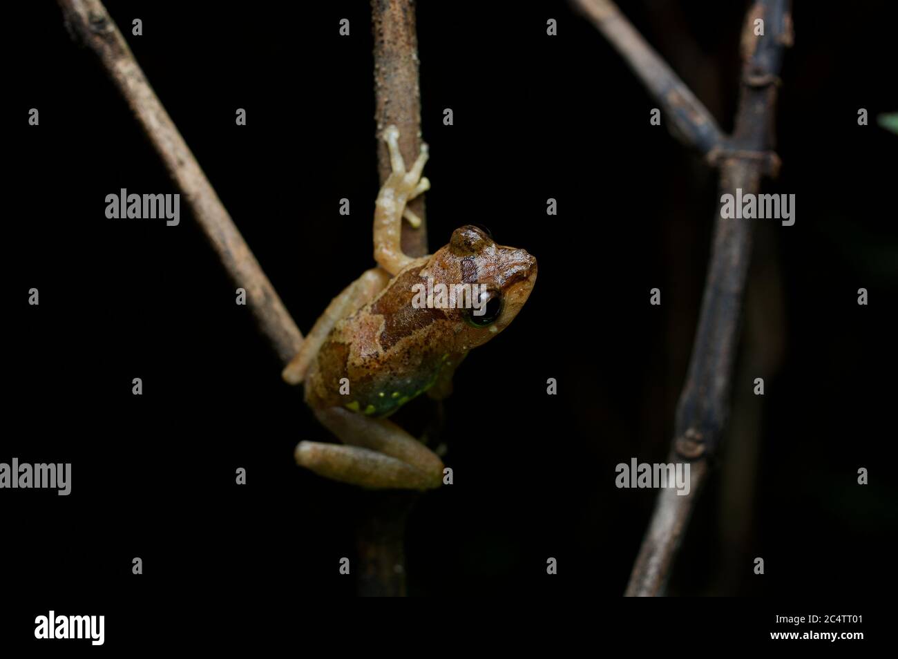 Rana arbusto di Muller (Pseudophilautus sarasinorum) di notte nella riserva forestale di Knuckles, Sri Lanka Foto Stock