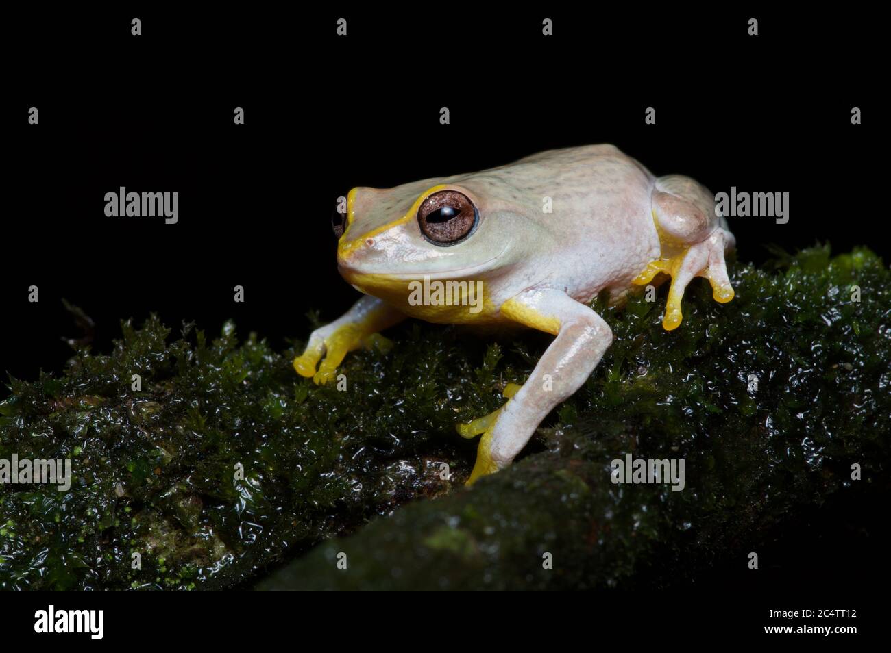 Una rana arbusto di Hoffman in pericolo (Pseudophilautus hoffmanni) nella foresta di nubi di Knuckles Forest Reserve, Sri Lanka Foto Stock