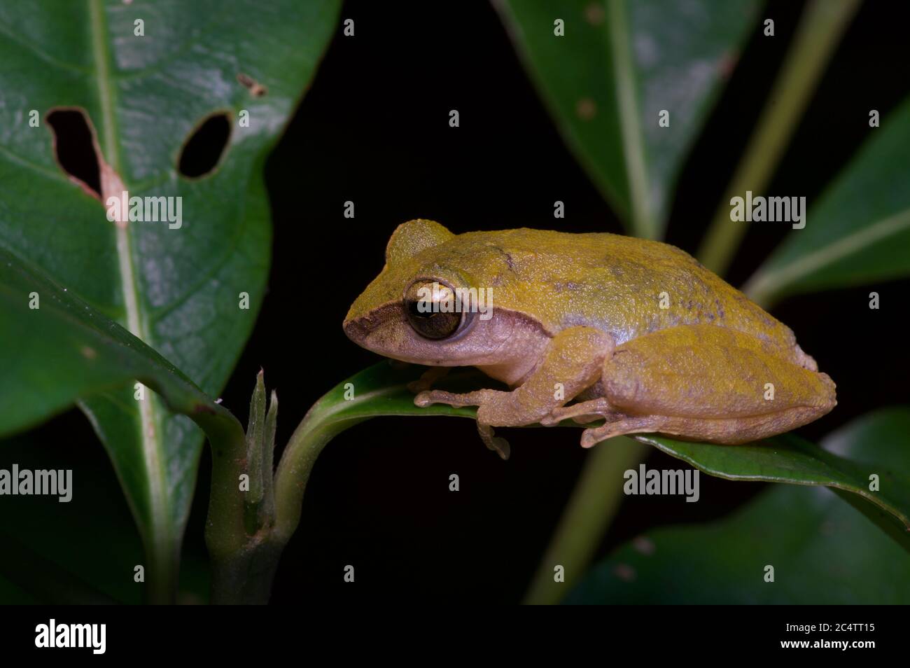 Rana arbusto di Stuart (Pseudophilautus stuarti) nella foresta di nubi della riserva forestale di Knuckles, Sri Lanka Foto Stock