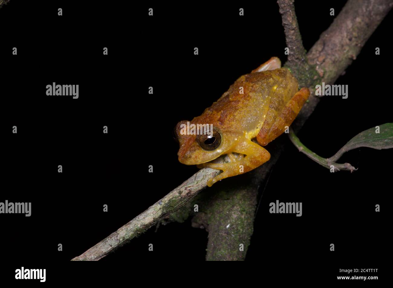 Rana arbusto di Muller (Pseudophilautus sarasinorum) di notte nella riserva forestale di Knuckles, Sri Lanka Foto Stock
