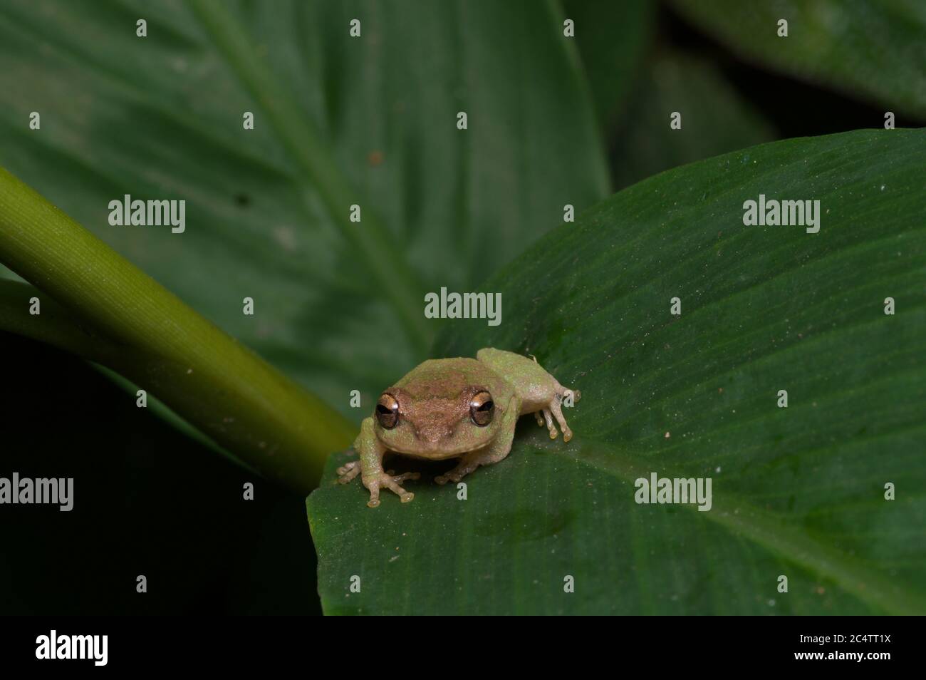 Rana arbusto di Stuart (Pseudophilautus stuarti) nella foresta di nubi della riserva forestale di Knuckles, Sri Lanka Foto Stock