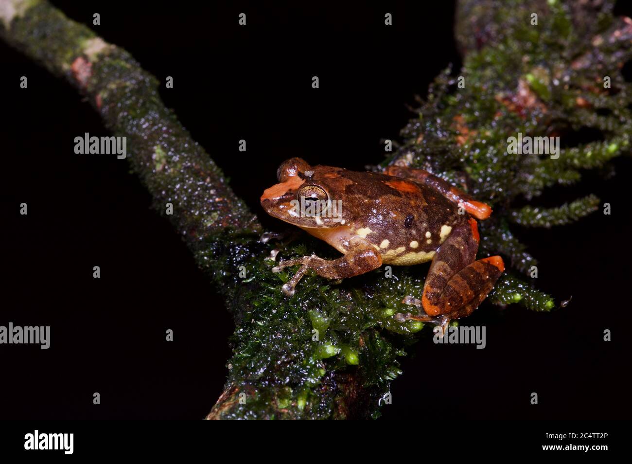 Una rana arbusto di Muller colorata (Pseudophilautus sarasinorum) di notte nella riserva forestale di Knuckles, Sri Lanka Foto Stock