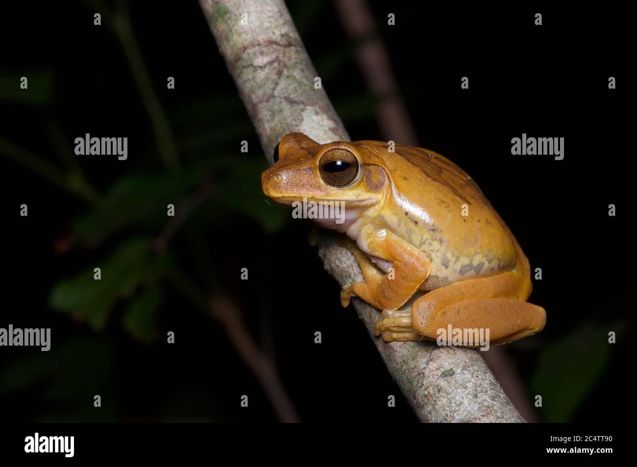 Un Treefrog comune di clessidra (Polypedate cruciger) su un ramo nella foresta di notte a Pidurangala, Sri Lanka. Foto Stock