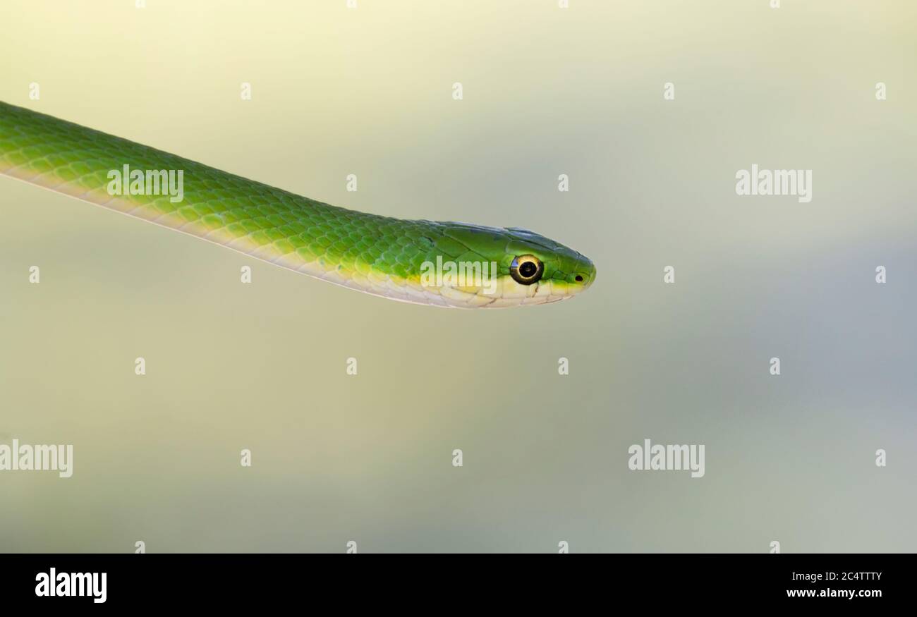 Il serpente verde ruvido (Ofeodrys aestivus) primo piano, Texas Foto Stock