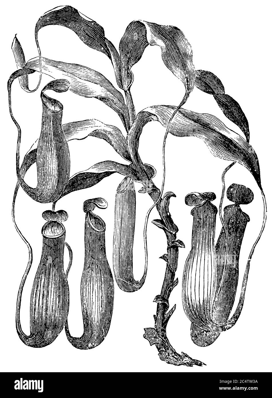 Nepenthes distillatoria / Nepenthes distillatoria / Kannenpflanze (libro di botanica, ca. 1900) Foto Stock