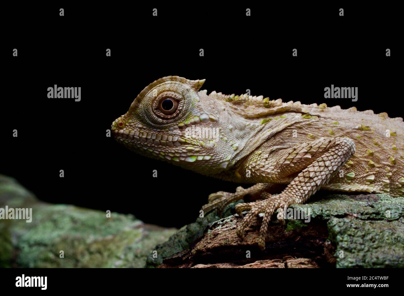 Lucertola giovanile dal naso di groppa (Lyriocephalus scutatus) aggrappata ad un ramo di notte nello Sri Lanka. Foto Stock