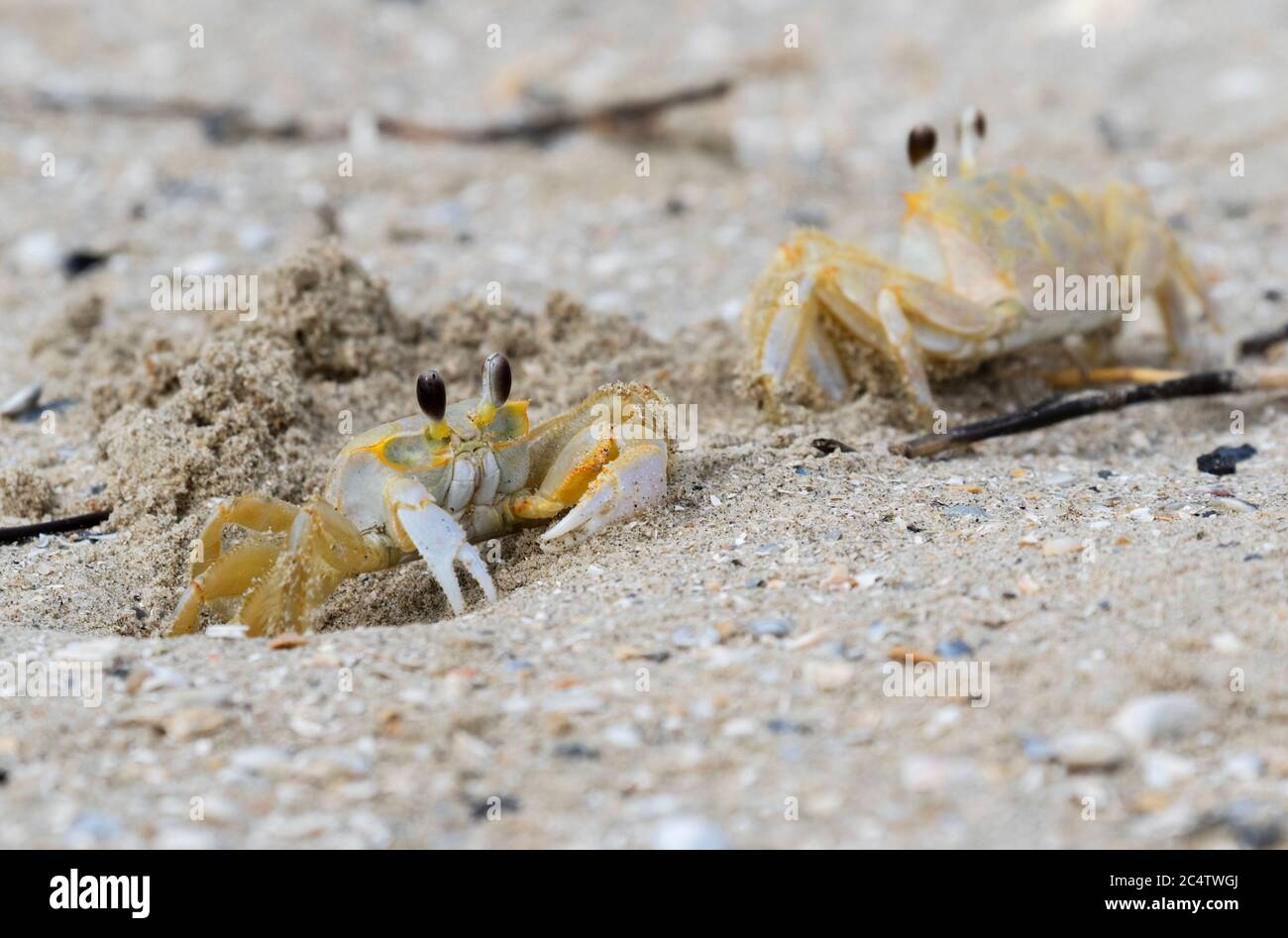 Due granchi fantasma dell'Atlantico (Ocypode quadrata) sulla spiaggia di Galveston Foto Stock