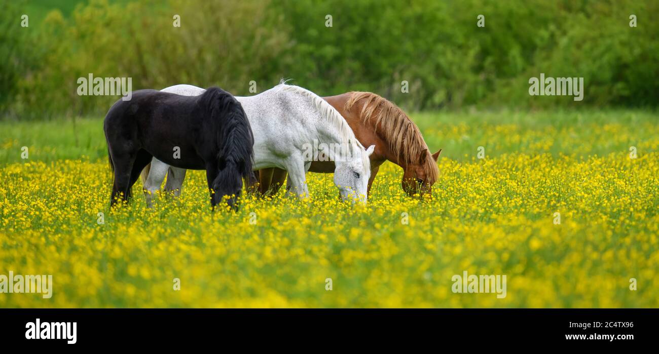 Cavallo bianco, nero e marrone su campo di fiori gialli. Tre animali sul prato Foto Stock